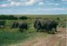 thm_AFRICA11.jpg